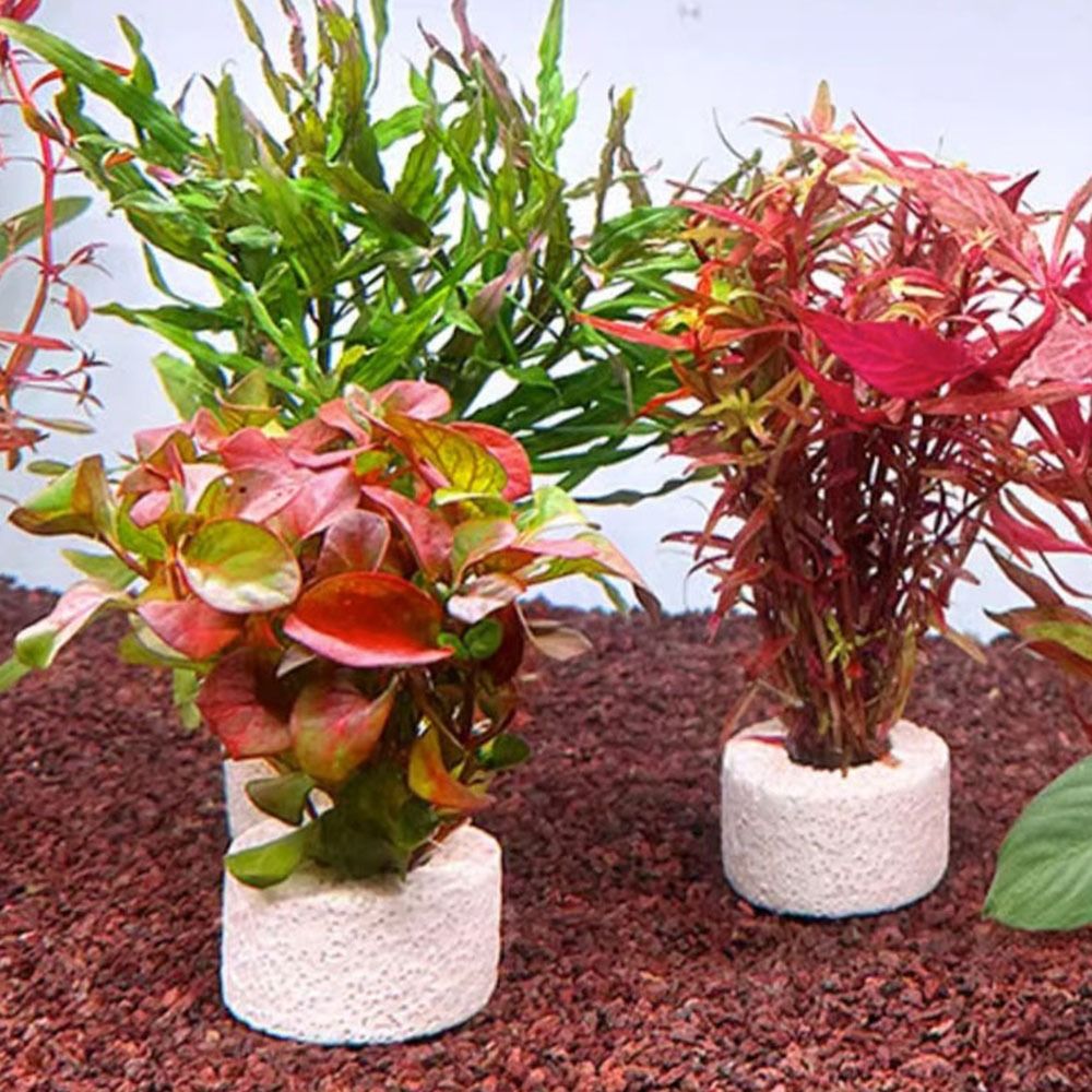 Planted Aquarium Pictures - 10個入り加重リング水生植物固定リング基材リング写真の通り水槽植物ホルダー水槽植物アンカー