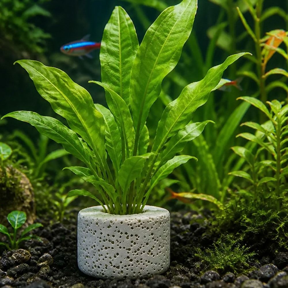 Planted Aquarium Pictures - 10個入りウェイトリング 水草固定リング サブストレートリング 写真の通り アクアリウムプラントアンカー アクアリウムプラントホルダー