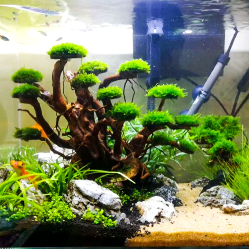 Planted Aquarium Moss - 水槽造景用モスツリースケルトン仕上げ済み流木シャクナゲ根飾りアクアスケープデコレーション
