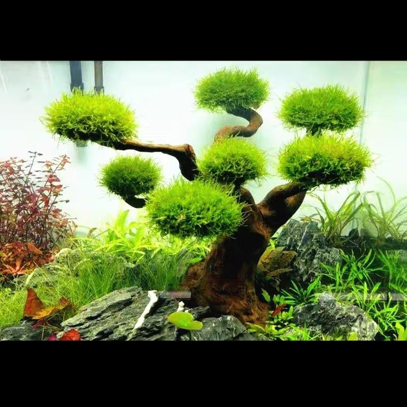 Aquarium Plant Root Tabs - 水槽装飾モス流木 魚タンク造園 水草モス木の幹 DIY (水生植物なし)