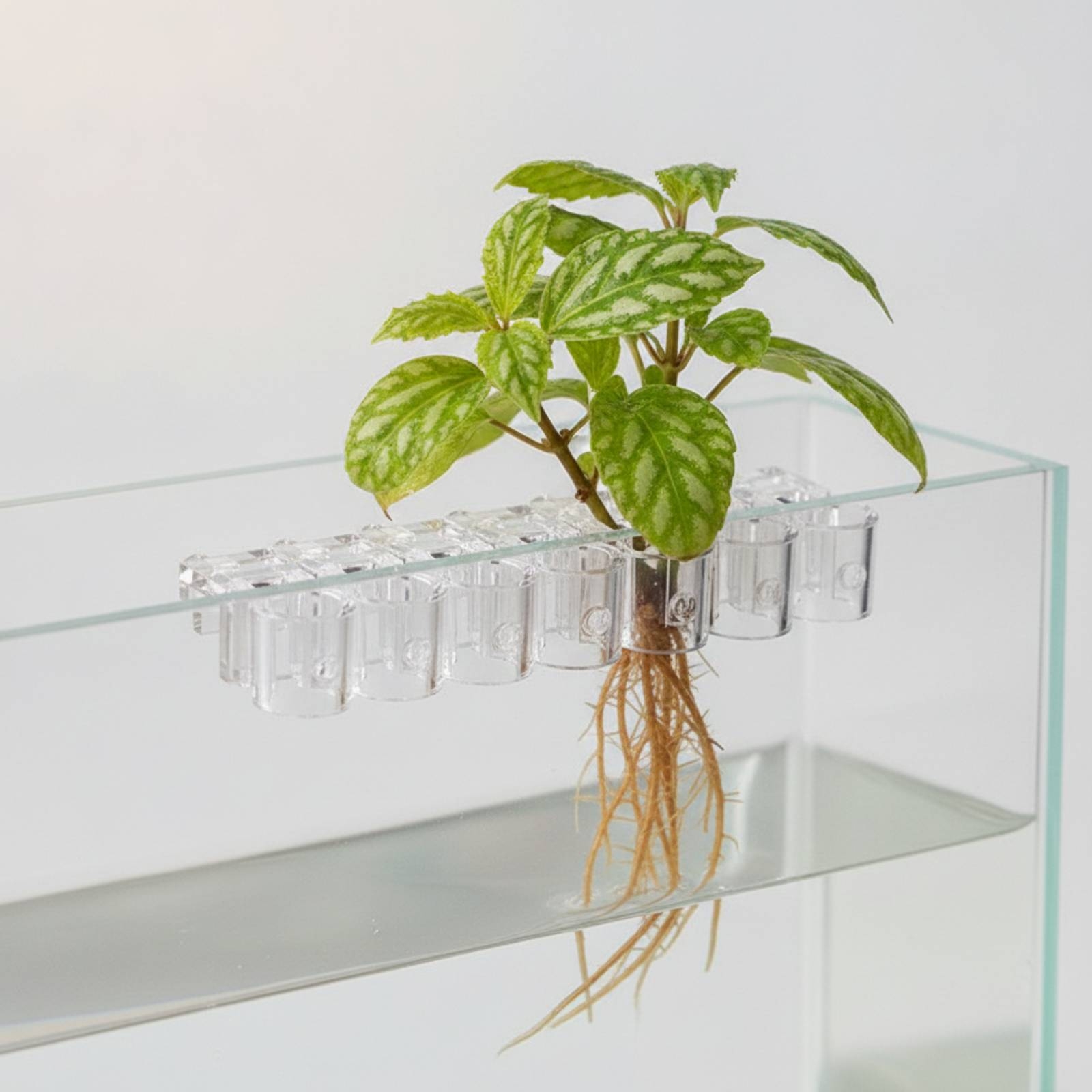 6個入り水槽プランター クリア水耕栽培サポートクリップ ネジ - Aquarium Planted Aquarium のレビューと価格