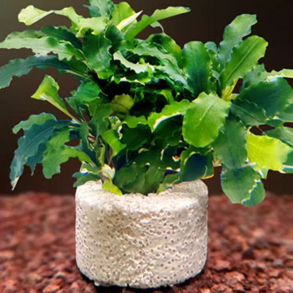 10個入り加重リング水生植物固定リング基材リング写真の通り水 - Planted Aquarium Pictures のレビューと価格