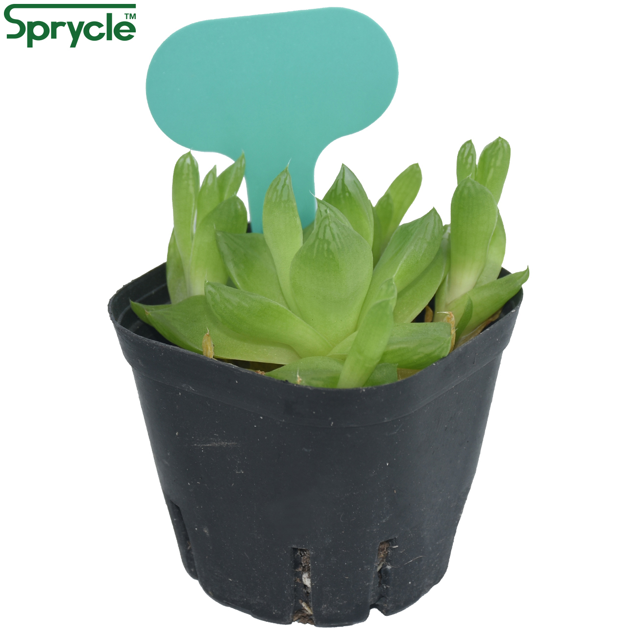 Sprycle 50個50*70ミリメートルカラフルな工場マ - Tissue Culture Plant のレビューと価格