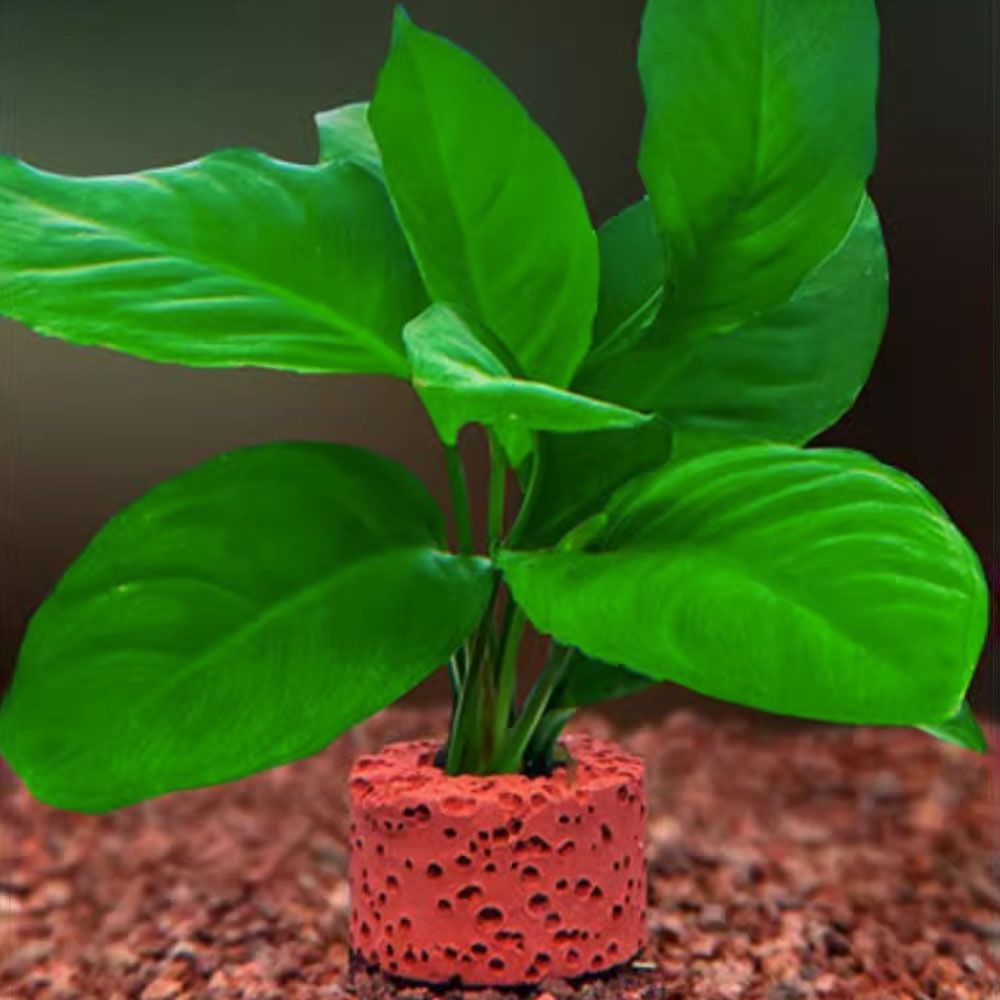10個入りウェイトリング 水草固定リング サブストレートリン - Planted Aquarium Pictures のレビューと価格