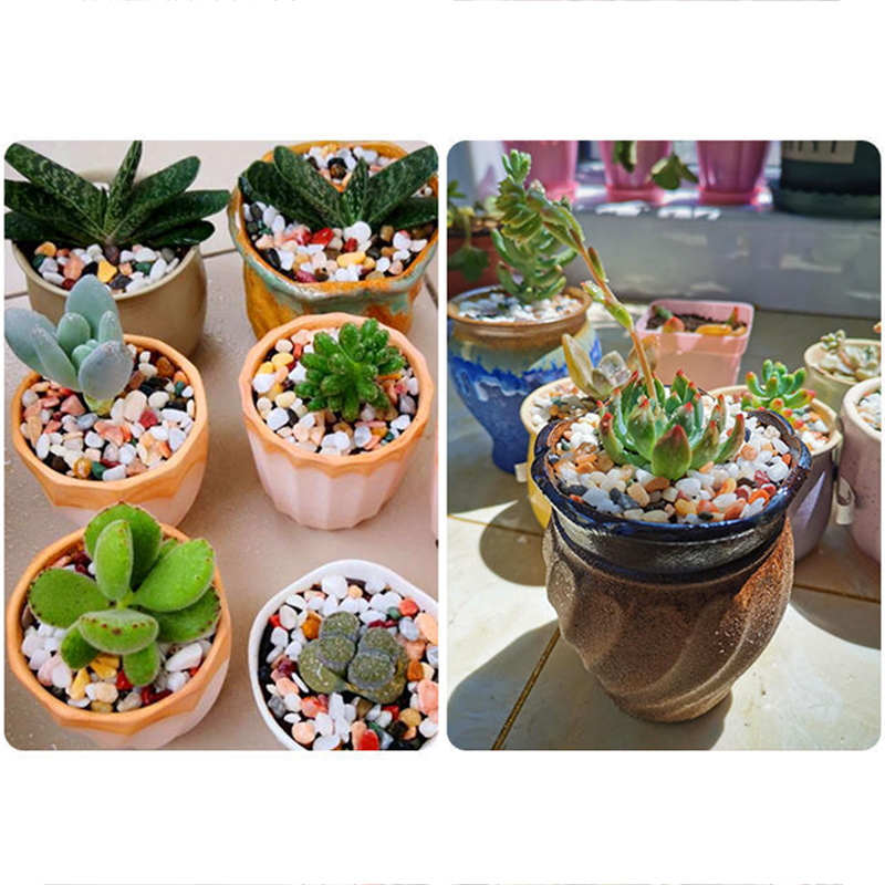 水槽底砂 DIY アクセサリー 200 〜 1000 グラム - Planted Aquarium With Sand のレビューと価格