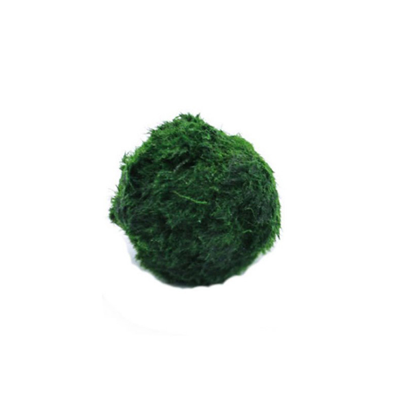 マリモモスボール 生きた水槽植物 藻類 魚 エビ 水槽飾り  - Planted Aquarium Moss のレビューと価格