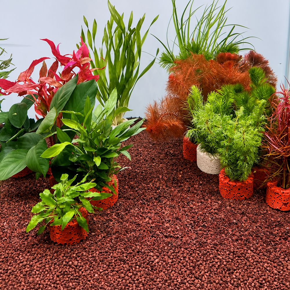 10 個の加重リング水生植物固定リング基材リング写真に示され - Planted Aquarium Pictures のレビューと価格