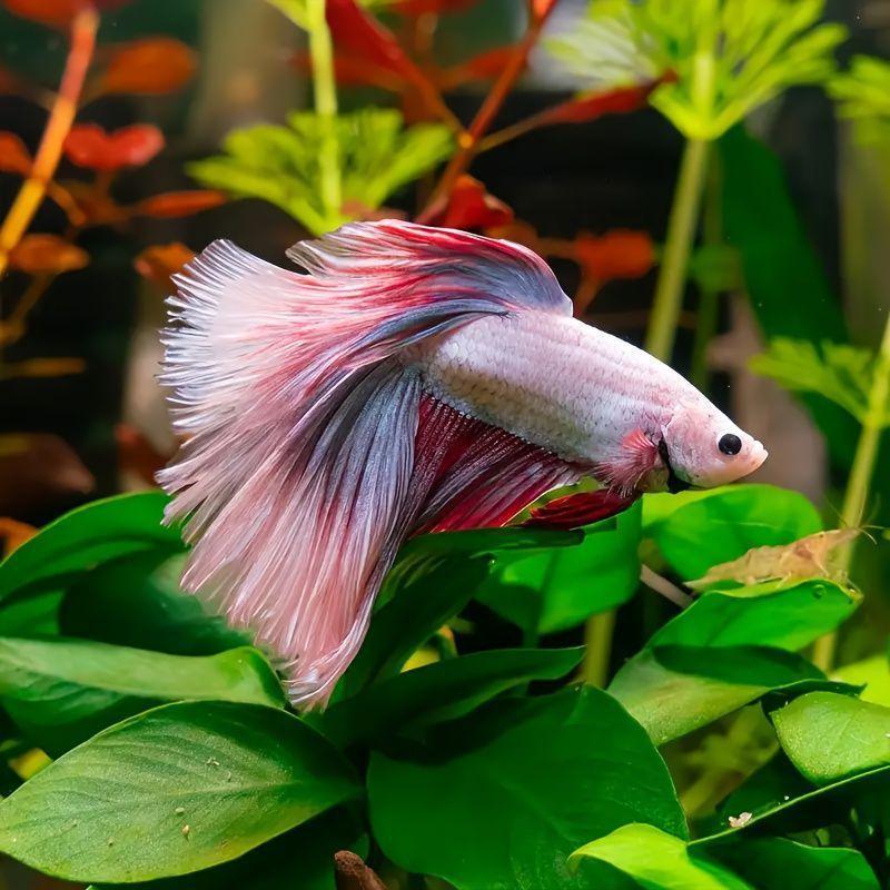 新品 3/5/10個入り プラスチック製ベタ魚用休憩葉 模造 - Planted Aquarium Betta のレビューと価格