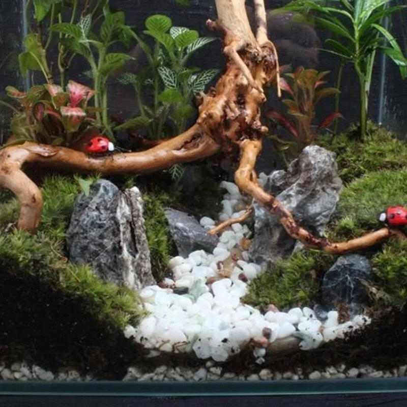 水族館、魚のタンク、爬虫類の根の植物、木の装飾、装飾アクセサ - Aquarium Plant Root Tabs のレビューと価格