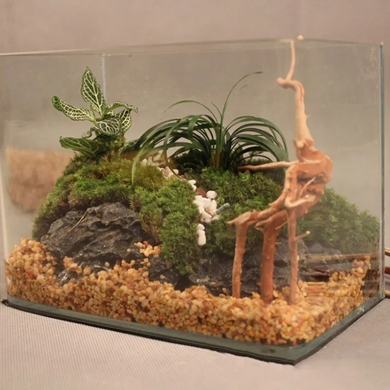 水族館、魚のタンク、爬虫類の根の植物、木の装飾、装飾アクセサ - Aquarium Plant Root Tabs のレビューと価格