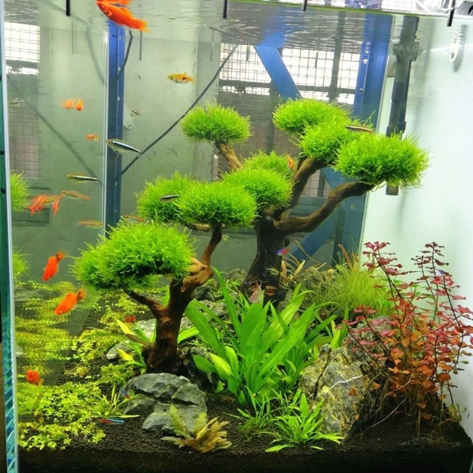 水槽装飾モス流木 魚タンク造園 水草モス木の幹 DIY (水 - Aquarium Plant Root Tabs のレビューと価格